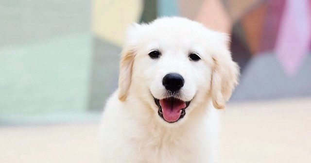 Pet-Friendly Guide to Ruston | Experience Ruston